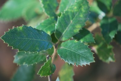 Quercus ilex - dub cesmínový (3)